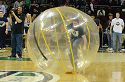 Hamster ball race